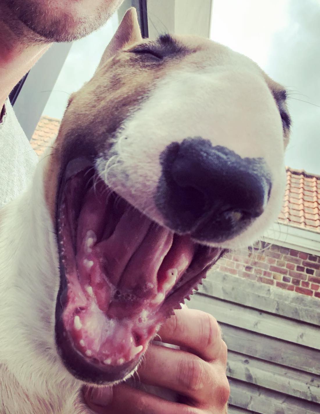 Dalai smile Dalai smile