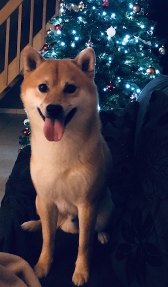 Benji Benji