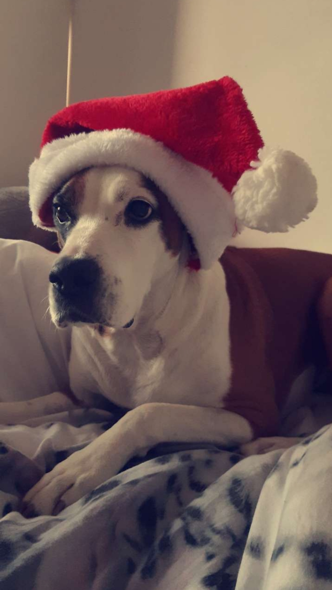 Lola Lola