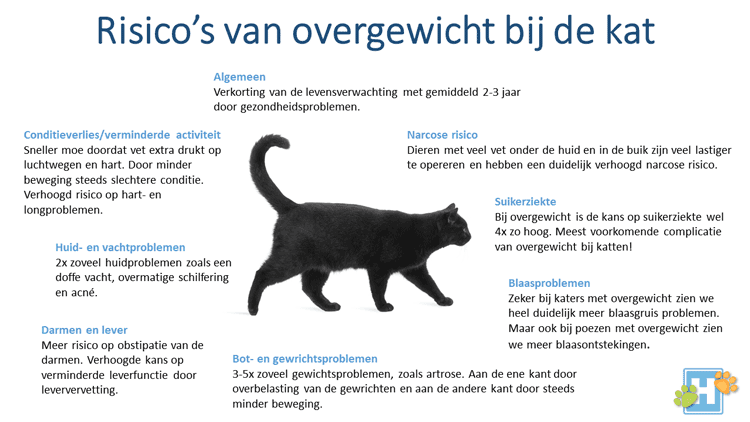 Risico's overgewicht kat Risico's overgewicht kat