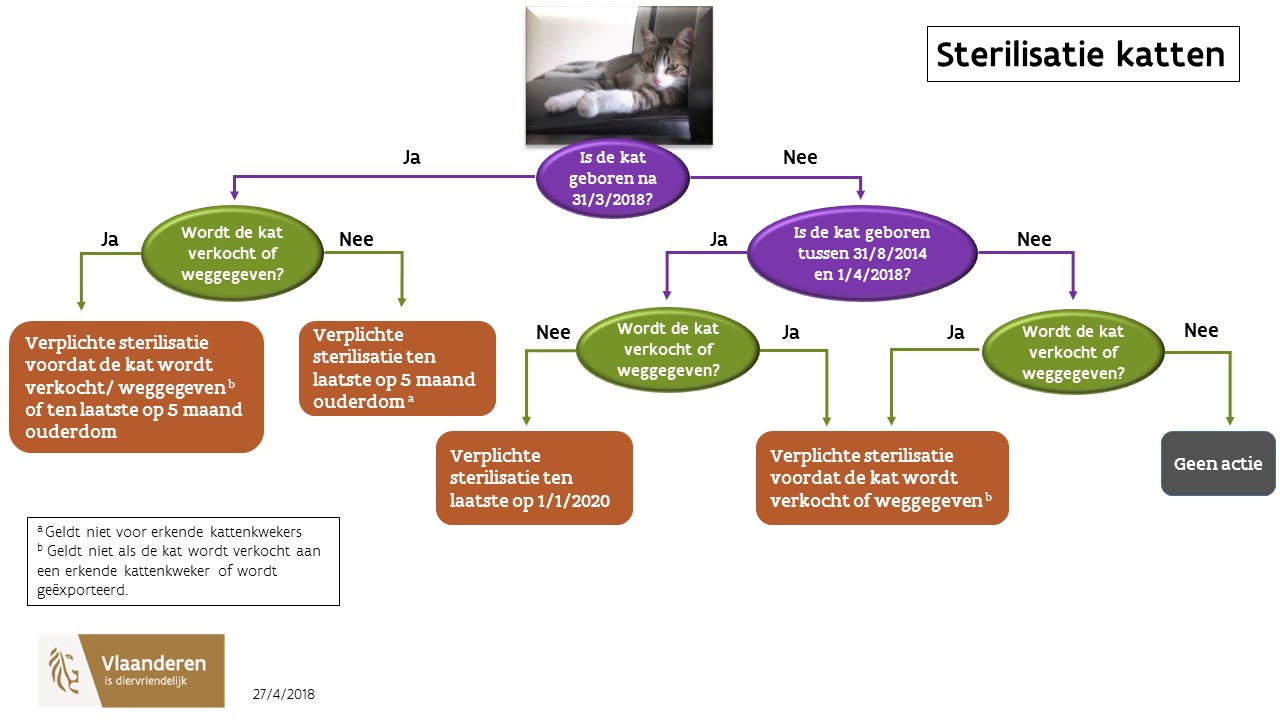 Sterilisatie katten