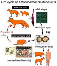 Vossenlintworm Vossenlintworm