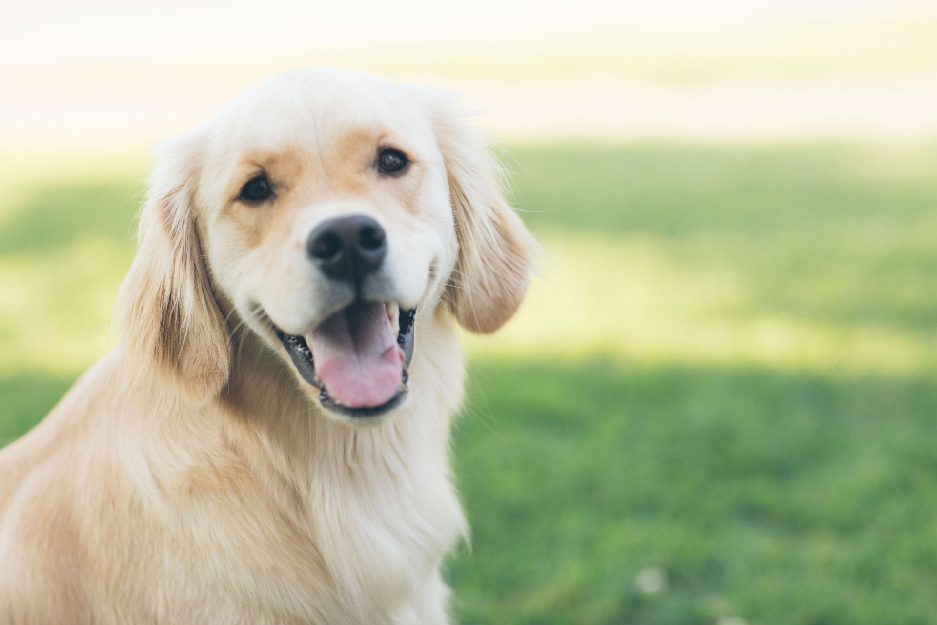 Golden retriever blij, lacht, golden retriever