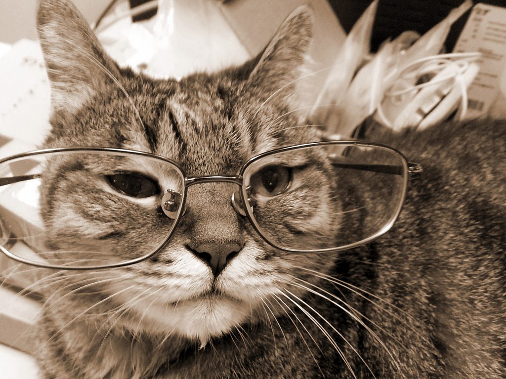 old cat