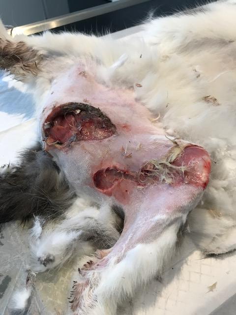 Felke wonden Crius Dierenartsen Oudenaarde Patiënt van de maand