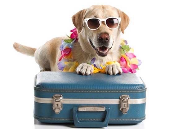Huisdier mee op vakantie Huisdier mee op vakantie