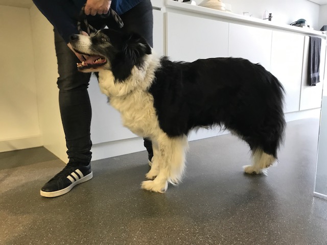 Patiënt van de maand Crius Dierenartsen Crius Dierenartsen Oudenaarde Patiënt van de maand