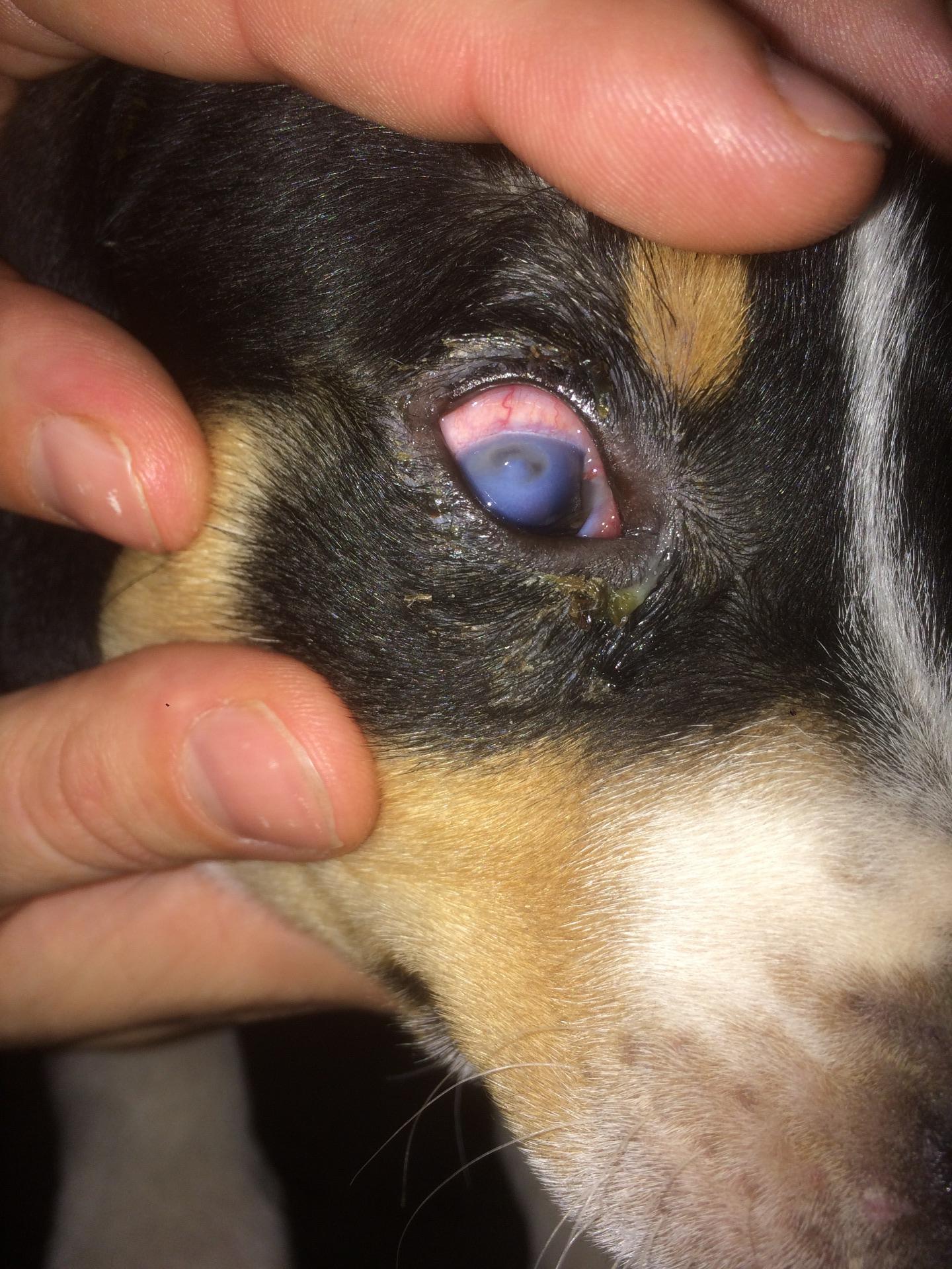 Joey ulcus oog Joey ulcus oog