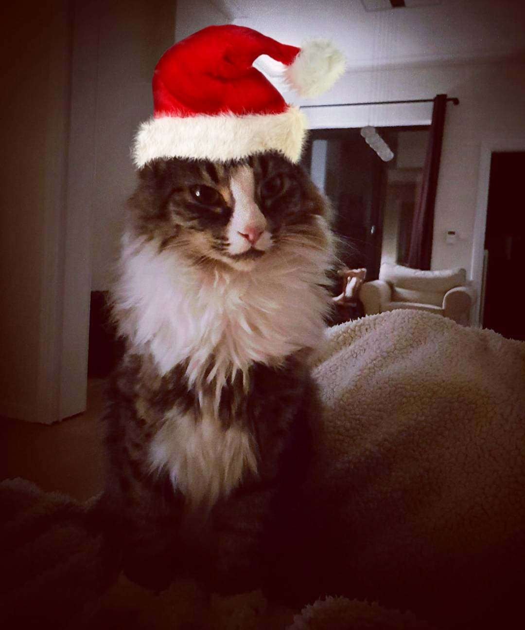 Crius Crius dierenartsen