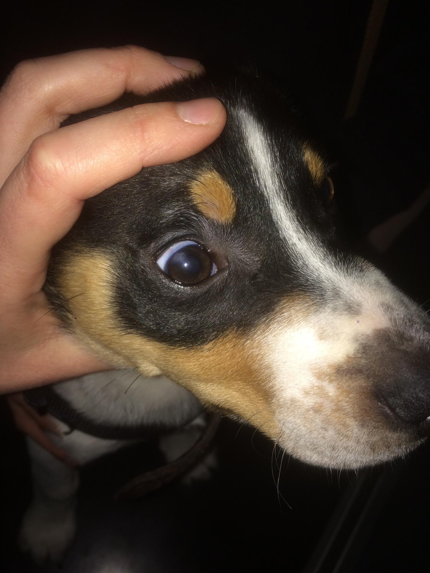 Oogje Joey Patiënt van de maand Crius Dierenartsen Oudenaarde Patiënt van de maand