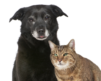 Seniorconsult senior