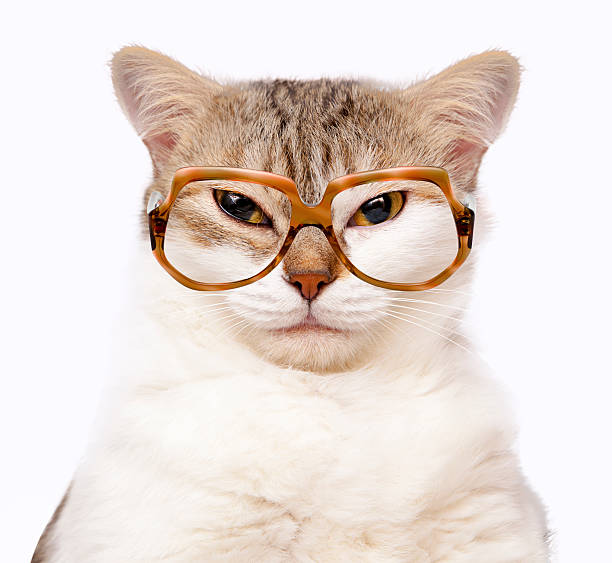 old cat