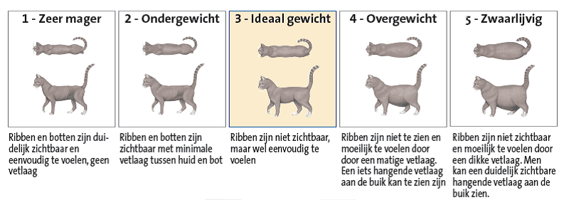 Lichaamsconditiescore kat Lichaamsconditiescore kat