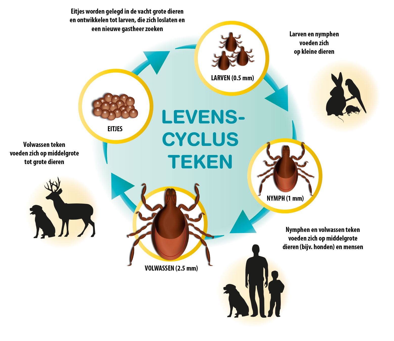 levenscyclus teek