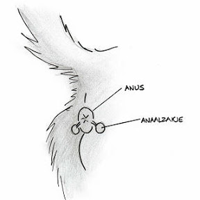 Anaalklieren positie Anaalklieren positie