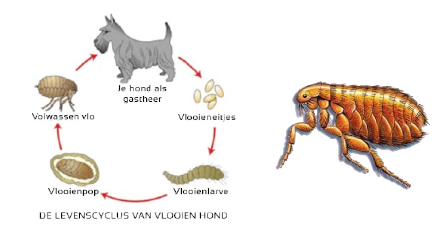 cyclus vlo cyclus vlo
